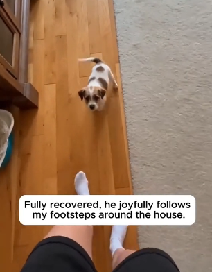W2605002 Paralyzed Puppy Rescue Story (Part 2)