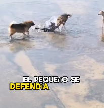 A0203012 Three stray dogs surrounded kitten (Parte 2)