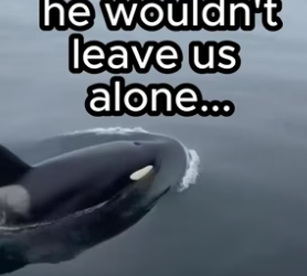 T2605006 Animals understand everything (Part 2)