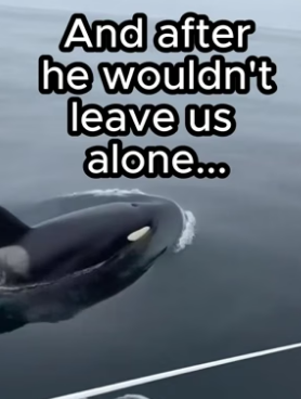T2605006 Animals understand everything (Part 2)
