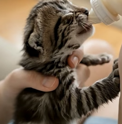 V0405016 Man saved a shivering bobcat kitten from traffic and then…(Part 2)