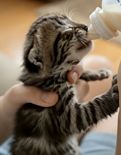 V0405016 Man saved a shivering bobcat kitten from traffic and then…(Part 2)