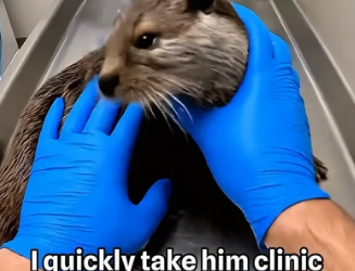 P3005001 I Rescued a Trapped Baby Otter From Red Foxes (Part 2)