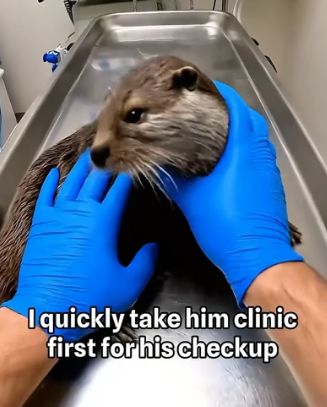 P3005001 I Rescued a Trapped Baby Otter From Red Foxes (Part 2)
