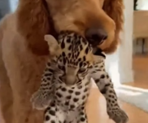 P3005002 Wild Leopard Introduces Her Baby To My Dog And Cat (Part 2)