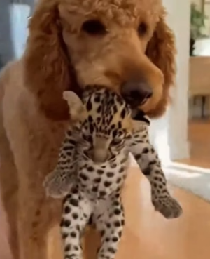 P3005002 Wild Leopard Introduces Her Baby To My Dog And Cat (Part 2)