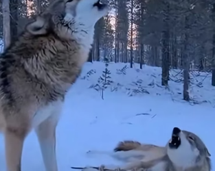 P3005005 I Rescued and Saved a Wolf Couple (Part 2)