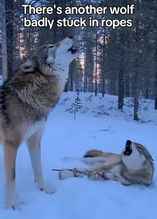P3005005 I Rescued and Saved a Wolf Couple (Part 2)