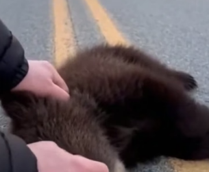F3005009 Mama Bear Abused Her Baby, Throws on a Road (Part 2)