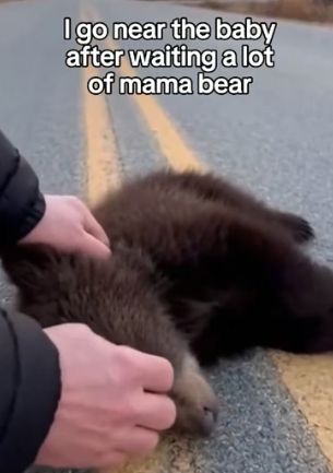F3005009 Mama Bear Abused Her Baby, Throws on a Road (Part 2)