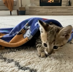 V0405001 Woman rescued a baby wild cat that had been separated from its mother and then…(Part 2)