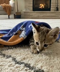 V0405001 Woman rescued a baby wild cat that had been separated from its mother and then…(Part 2)
