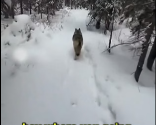 F3005005 I Helped a Wolf, Rescue His Pups, See What Happens Next (Part 2)