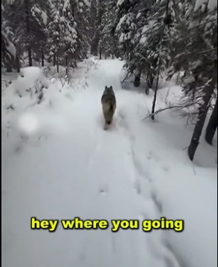F3005005 I Helped a Wolf, Rescue His Pups, See What Happens Next (Part 2)