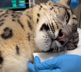 F3005004 My Dog Adopted a Snow Leopard (Part 2)