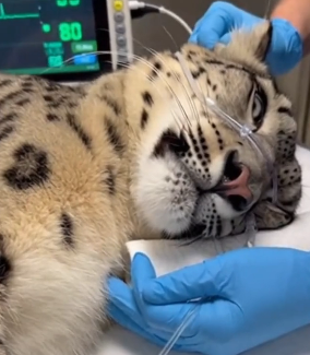 F3005004 My Dog Adopted a Snow Leopard (Part 2)