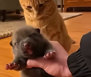 F3005002 Cat Became a Mother To a Wolf (Part 2)