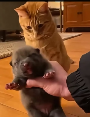 F3005002 Cat Became a Mother To a Wolf (Part 2)
