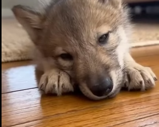 F3005007 Mama Wolf Left Her Baby At My House (Part 2)