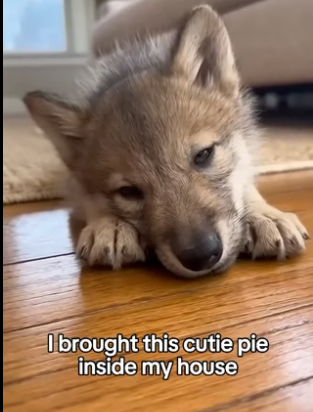 F3005007 Mama Wolf Left Her Baby At My House (Part 2)