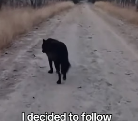 F3005006 I’m so happy I could Save a Wolf Family (Part 2)