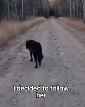 F3005006 I’m so happy I could Save a Wolf Family (Part 2)