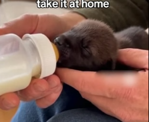 F3005008 Mama Wolf Gave Her BABY To Me (Part 2)