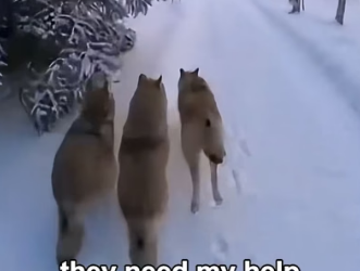 F3005003 Baby Wolves Came To My House For Their Mother (Part 2)