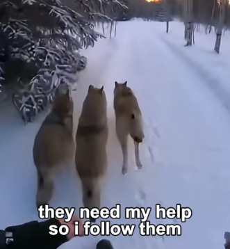 F3005003 Baby Wolves Came To My House For Their Mother (Part 2)