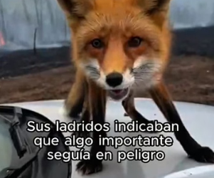 V2905010 Nature gave them the instinct to endure; humanity must give them the reason to live. (Part 2)
