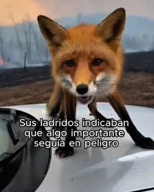 V2905010 Nature gave them the instinct to endure; humanity must give them the reason to live. (Part 2)