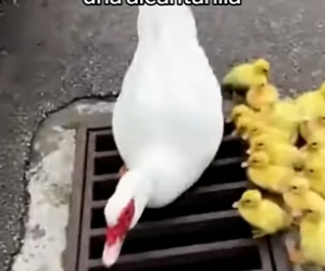 R2905012 Rescaté a Este Patito y Esto Pasó  (Part 2)
