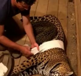 R2905011 Salvé a Este Jaguar y Me Dio Una Sorpresa (Part 2)
