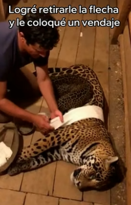R2905011 Salvé a Este Jaguar y Me Dio Una Sorpresa (Part 2)
