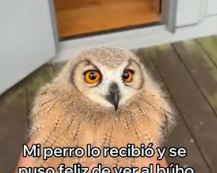 R2905010 Salvé a Este Pequeño Búho y Esto Pasó (Part 2)