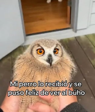 R2905010 Salvé a Este Pequeño Búho y Esto Pasó (Part 2)