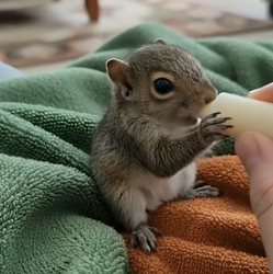 V0405020 family spotted a baby squirrel, helped it safely and then..(Part 2)
