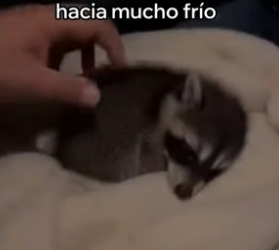 A2905012 Salvé a Este Mapache y Esto Pasó (Part 2)