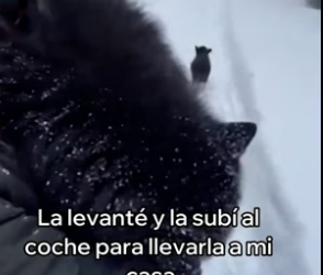 A2905008 Este Cachorro De Lobo Salvó a Su Mamá (Part 2)