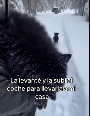 A2905008 Este Cachorro De Lobo Salvó a Su Mamá (Part 2)