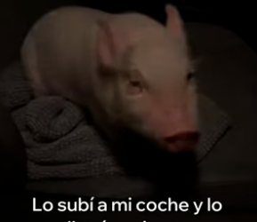 A2905005 Rescaté a Este Cerdito y Esto Pasó (Part 2)