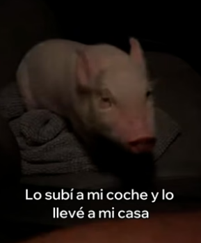A2905005 Rescaté a Este Cerdito y Esto Pasó (Part 2)