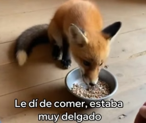 A2905011 Rescaté a Este Zorro y Algo Increíble Pasó (Part 2)