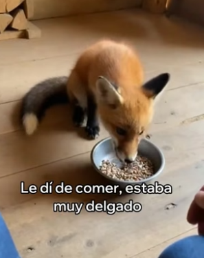 A2905011 Rescaté a Este Zorro y Algo Increíble Pasó (Part 2)