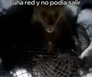 A2905006 Esta Madre Osa Salvó a Su Cría (Part 2)