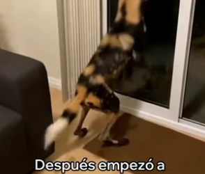 A2905004 Este Pero Salvaje Salvó a Su Cachorro (Part 2)