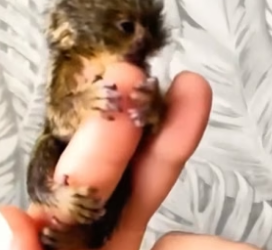 H3005003 This family adopted an abandoned marmoset and surrounded the tiny baby with warmth and care. (Part 2)