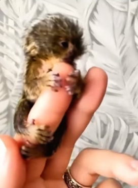 H3005003 This family adopted an abandoned marmoset and surrounded the tiny baby with warmth and care. (Part 2)