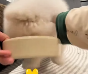 A kind woman rescued a tiny puppy being bullied by bigger dogs and gave him the love he deserved. (Part 2)