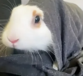 H3005002 This young man rescued a lost bunny and gave the tiny fluffball a warm forever home (Part 2)